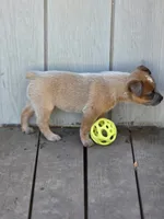 Floyd, a male Australian Cattle Dog for sale in Red Bluff, CA – 2 of 5