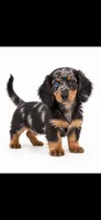 Blue, a male Miniature Dachshund for sale in Royse City, TX – 2 of 2