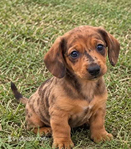 Bicolor Dapple male Chocolate and Tan short hair  – Miniature Dachshund puppy for sale in Royse City, TX