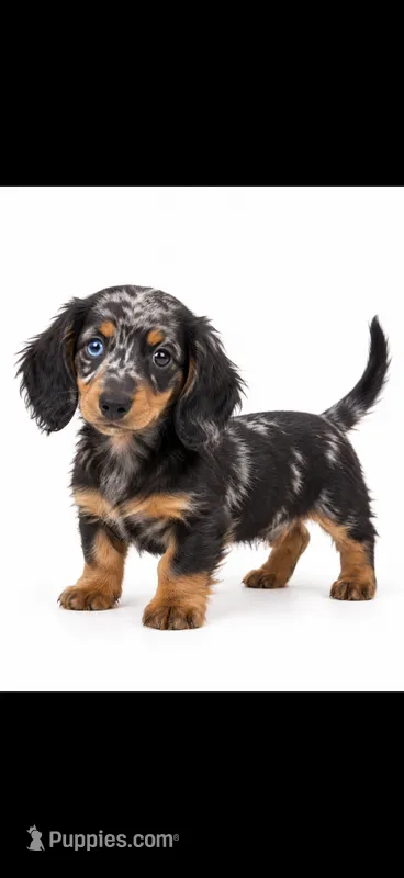 Blue – Miniature Dachshund puppy for sale in Royse City, TX