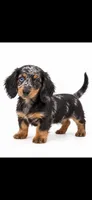 Blue, a male Miniature Dachshund for sale in Royse City, TX – 1 of 2