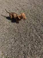 River , a male Miniature Dachshund for sale in Royse City, TX – Photo 2 of 4