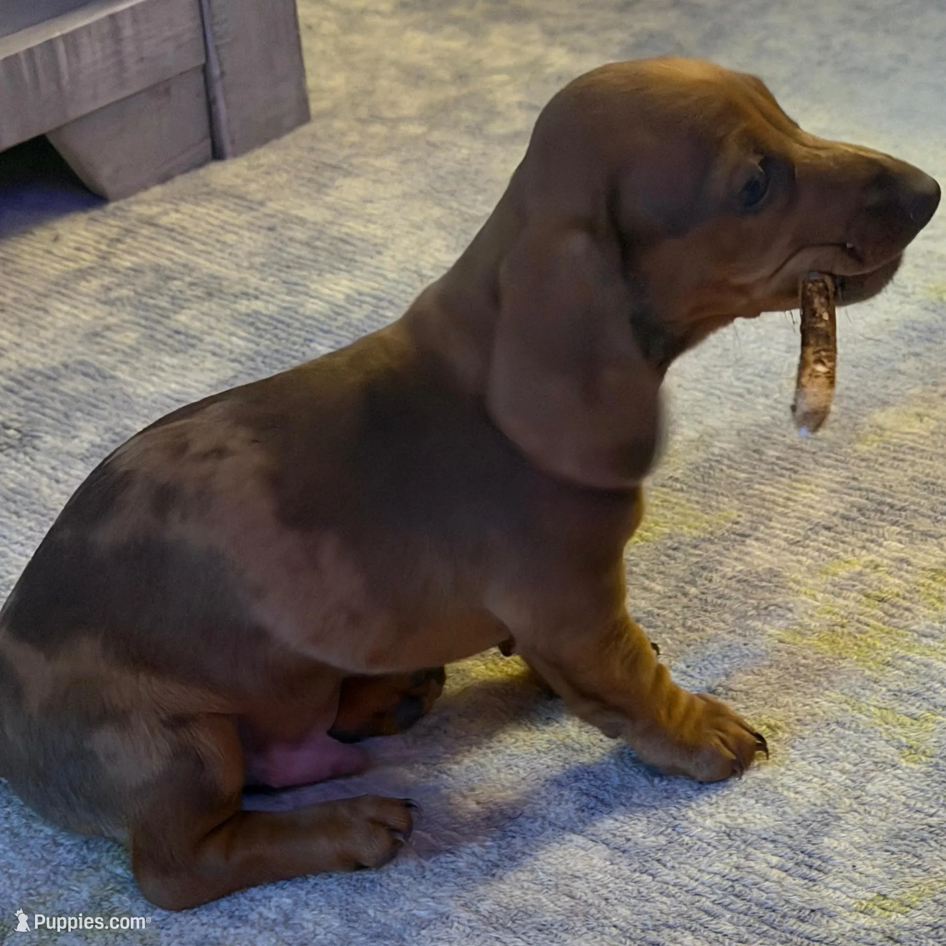 River , a male Miniature Dachshund for sale in Royse City, TX – Photo 4 of 4