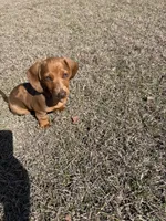 River , a male Miniature Dachshund for sale in Royse City, TX – Photo 1 of 4