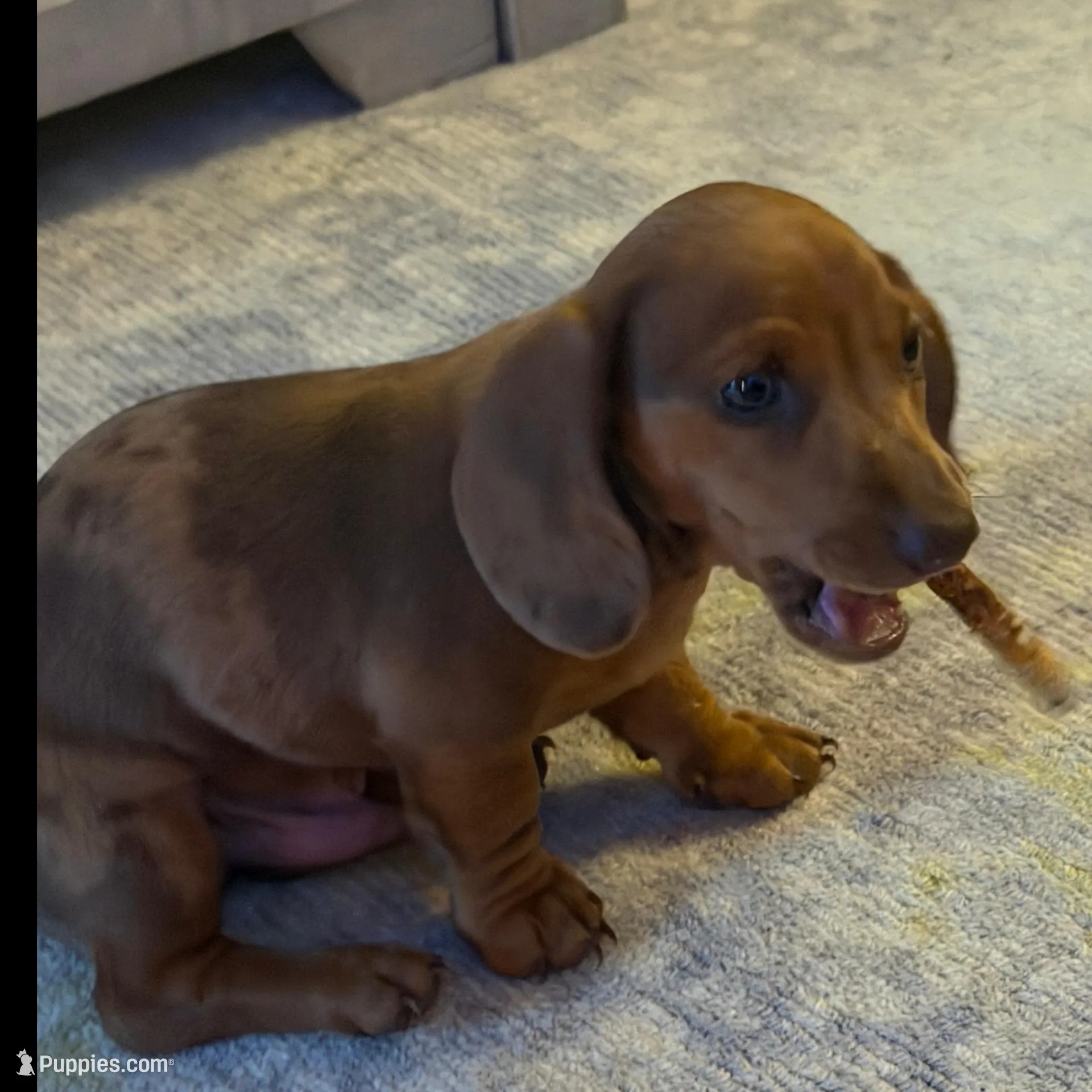 River , a male Miniature Dachshund for sale in Royse City, TX – Photo 3 of 4