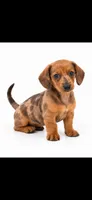 Bicolor Dapple male Chocolate and Tan short hair , a male Miniature Dachshund for sale in Royse City, TX – 2 of 2