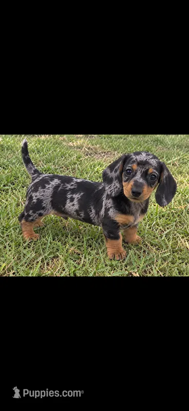  Bicolor Female Black and Grey Dapple short hair  – Miniature Dachshund puppy for sale in Royse City, TX