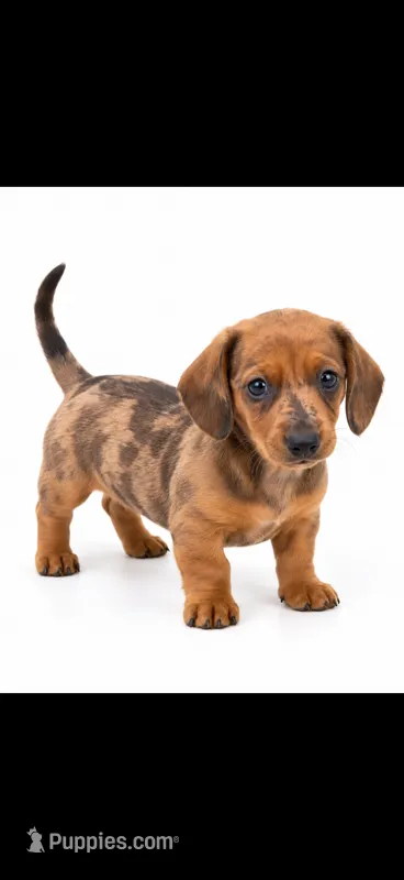 Bicolor Dapple male Chocolate and Tan short hair  – Miniature Dachshund puppy for sale in Royse City, TX