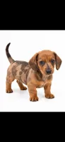 Bicolor Dapple male Chocolate and Tan short hair , a male Miniature Dachshund for sale in Royse City, TX – 1 of 2