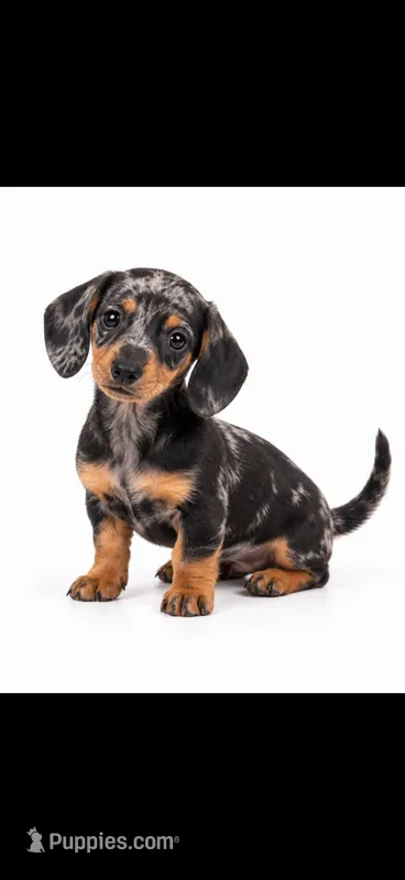 Bicolor Female Black and Grey Dapple short hair  – Miniature Dachshund puppy for sale in Royse City, TX