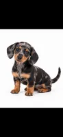  Bicolor Female Black and Grey Dapple short hair , a female Miniature Dachshund for sale in Royse City, TX – 1 of 2