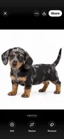  Bicolor Female Black and Grey Dapple short hair , a female Miniature Dachshund for sale in Royse City, TX – 2 of 2