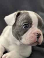 Kojo, a male French Bulldog for sale in Eden Valley, MN – 6 of 8