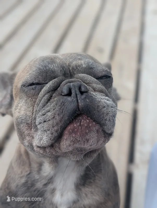 Sofie – French Bulldog puppy for sale in Eden Valley, MN
