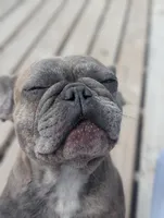 Sofie, a male French Bulldog for sale in Eden Valley, MN – 1 of 1