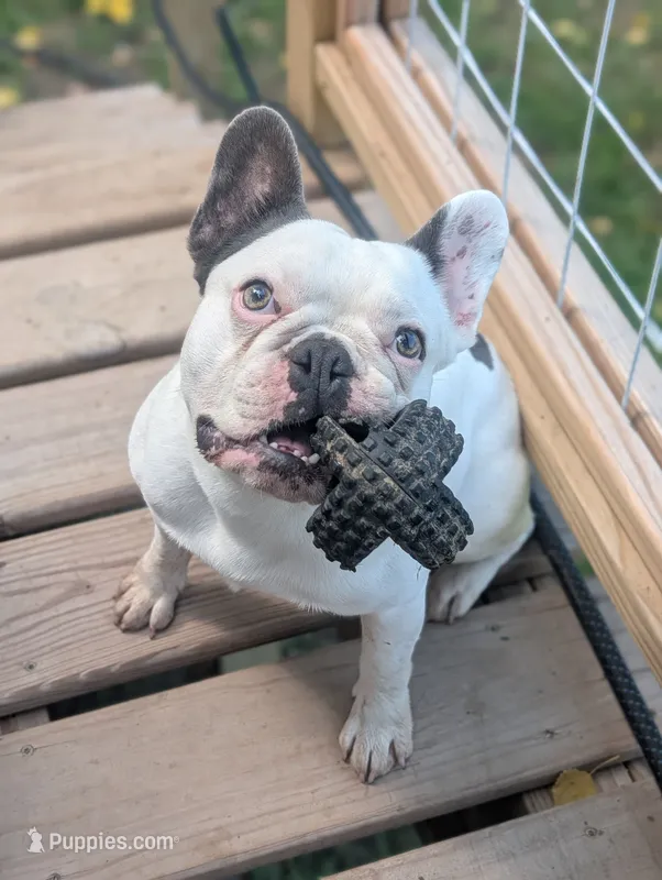 Loki – French Bulldog puppy for sale in Eden Valley, MN