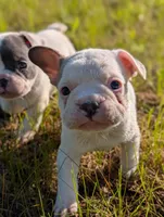 Kojo, a male French Bulldog for sale in Eden Valley, MN – 7 of 8