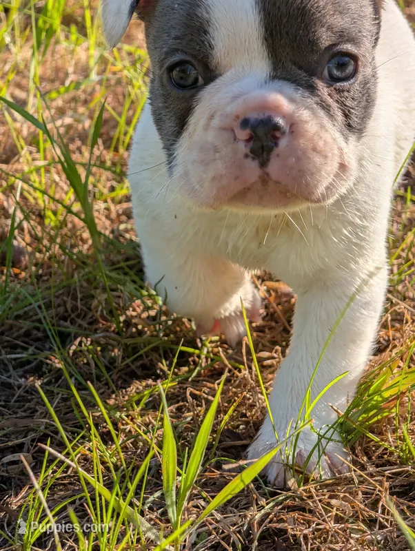 Kojo, a male French Bulldog for sale in Eden Valley, MN – 1 of 8