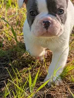 Kojo, a male French Bulldog for sale in Eden Valley, MN – 1 of 8