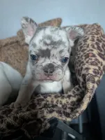 Flint , a male French Bulldog for sale in Eden Valley, MN – 2 of 9