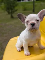 Camille, a female French Bulldog for sale in Eden Valley, MN – 5 of 6