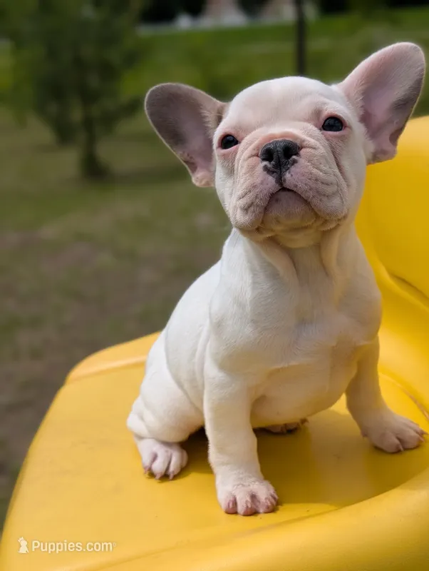 Camille  – French Bulldog puppy for sale in Eden Valley, MN