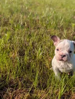 Camille , a female French Bulldog for sale in Eden Valley, MN – 7 of 9