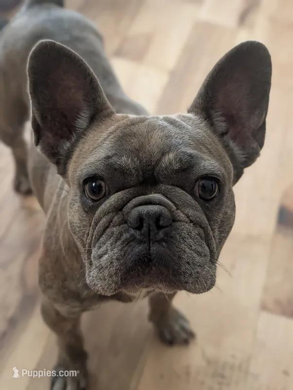 Sofie – French Bulldog puppy for sale in Eden Valley, MN