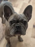 Sofie, a female French Bulldog for sale in Eden Valley, MN – 3 of 4