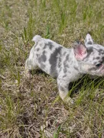 Flint , a male French Bulldog for sale in Eden Valley, MN – 7 of 9