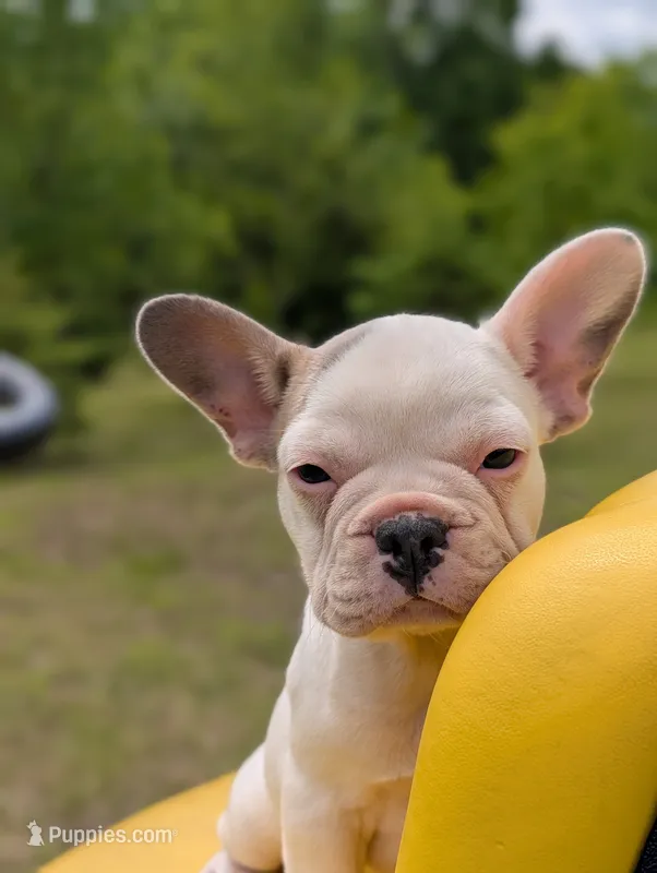 Camille – French Bulldog puppy for sale in Eden Valley, MN
