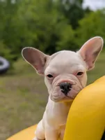 Camille, a female French Bulldog for sale in Eden Valley, MN – 1 of 6