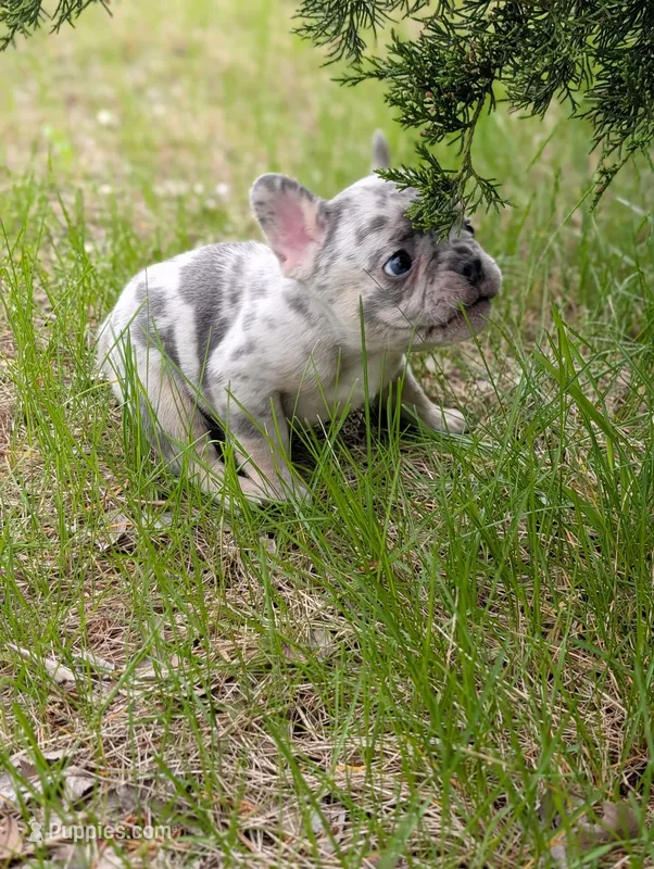 Flint  – French Bulldog puppy for sale in Eden Valley, MN