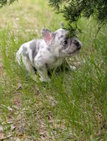 Flint , a male French Bulldog for sale in Eden Valley, MN – 6 of 9
