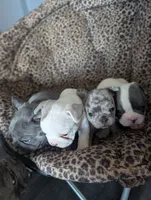 Flint , a male French Bulldog for sale in Eden Valley, MN – 8 of 9