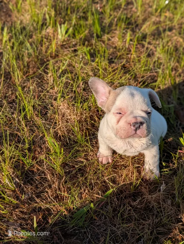 Camille  – French Bulldog puppy for sale in Eden Valley, MN