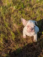 Camille , a female French Bulldog for sale in Eden Valley, MN – 6 of 9