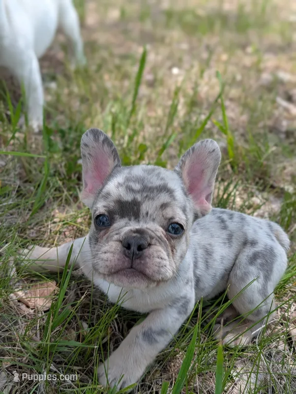 Flint  – French Bulldog puppy for sale in Eden Valley, MN
