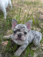 Flint , a male French Bulldog for sale in Eden Valley, MN – 1 of 8
