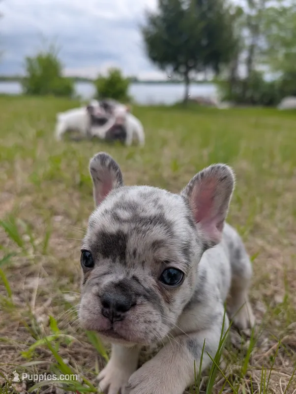 Flint , a male French Bulldog for sale in Eden Valley, MN – 1 of 9