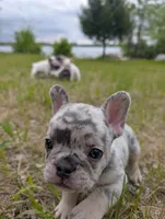 Flint , a male French Bulldog for sale in Eden Valley, MN – 1 of 9