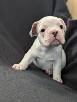 Camille , a female French Bulldog for sale in Eden Valley, MN – 2 of 9