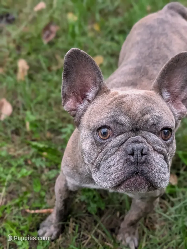 Sofie – French Bulldog puppy for sale in Eden Valley, MN