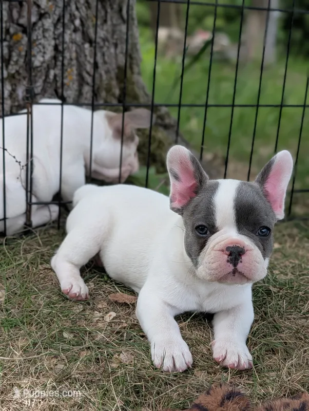 Kojo – French Bulldog puppy for sale in Eden Valley, MN