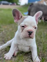 Camille , a female French Bulldog for sale in Eden Valley, MN – 6 of 7