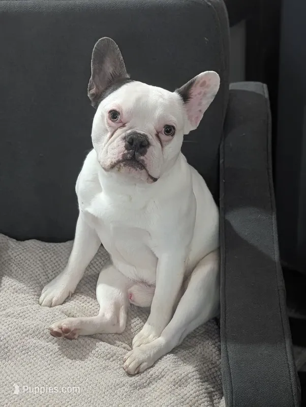 Loki – French Bulldog puppy for sale in Eden Valley, MN