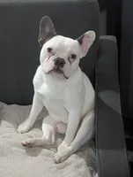 Loki, a male French Bulldog for sale in Eden Valley, MN – 1 of 7