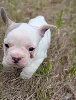 Camille , a female French Bulldog for sale in Eden Valley, MN – 4 of 9