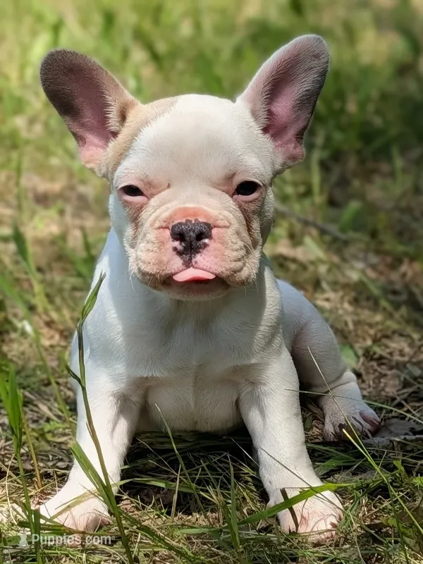 Camille  – French Bulldog puppy for sale in Eden Valley, MN