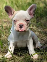 Camille , a female French Bulldog for sale in Eden Valley, MN – 1 of 7